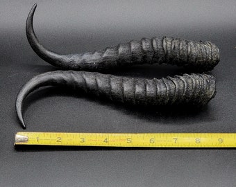 Resin with foam core horns