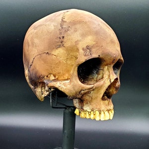 Aged resin human skull replica Free Domestic Shipping image 1