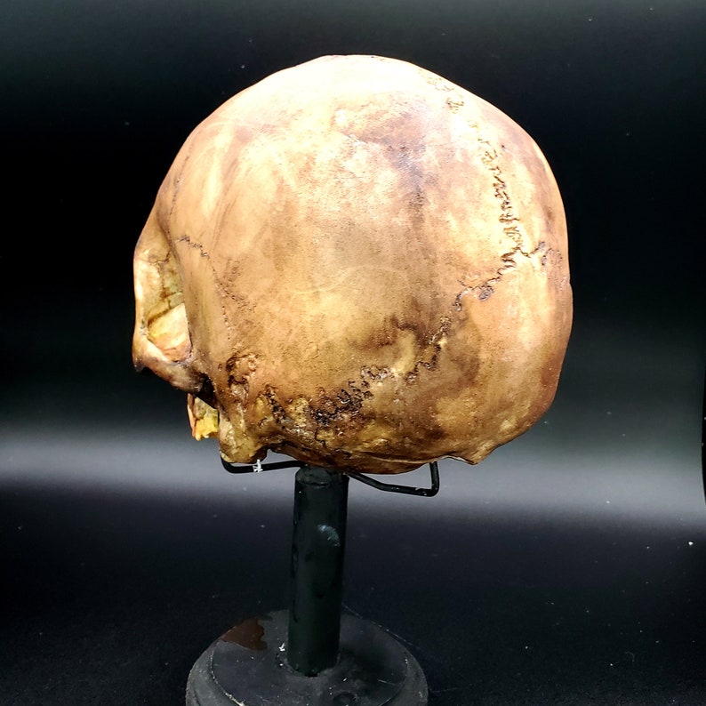 Aged resin human skull replica Free Domestic Shipping image 4