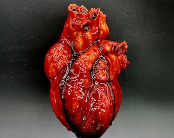 XLG  Size Human Heart **FREE SHIPPING**