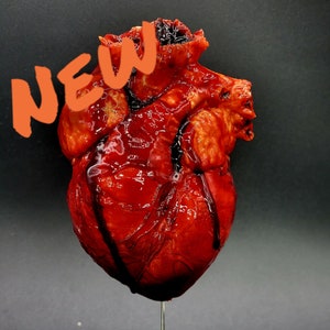 New style Life Size Human Heart **FREE SHIPPING**