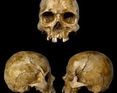 Aged resin human skull replica ***Free Domestic Shipping ***
