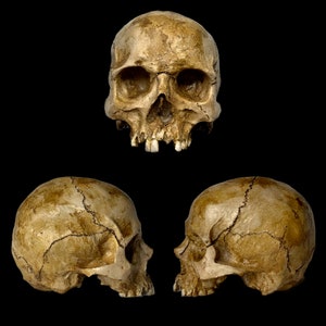 Aged resin human skull replica ***Free Domestic Shipping ***