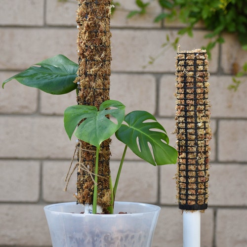 Self Watering Moss Pole Etsy