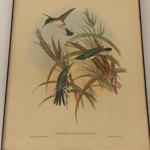Heloiothrix Purpureiceps by John Gould