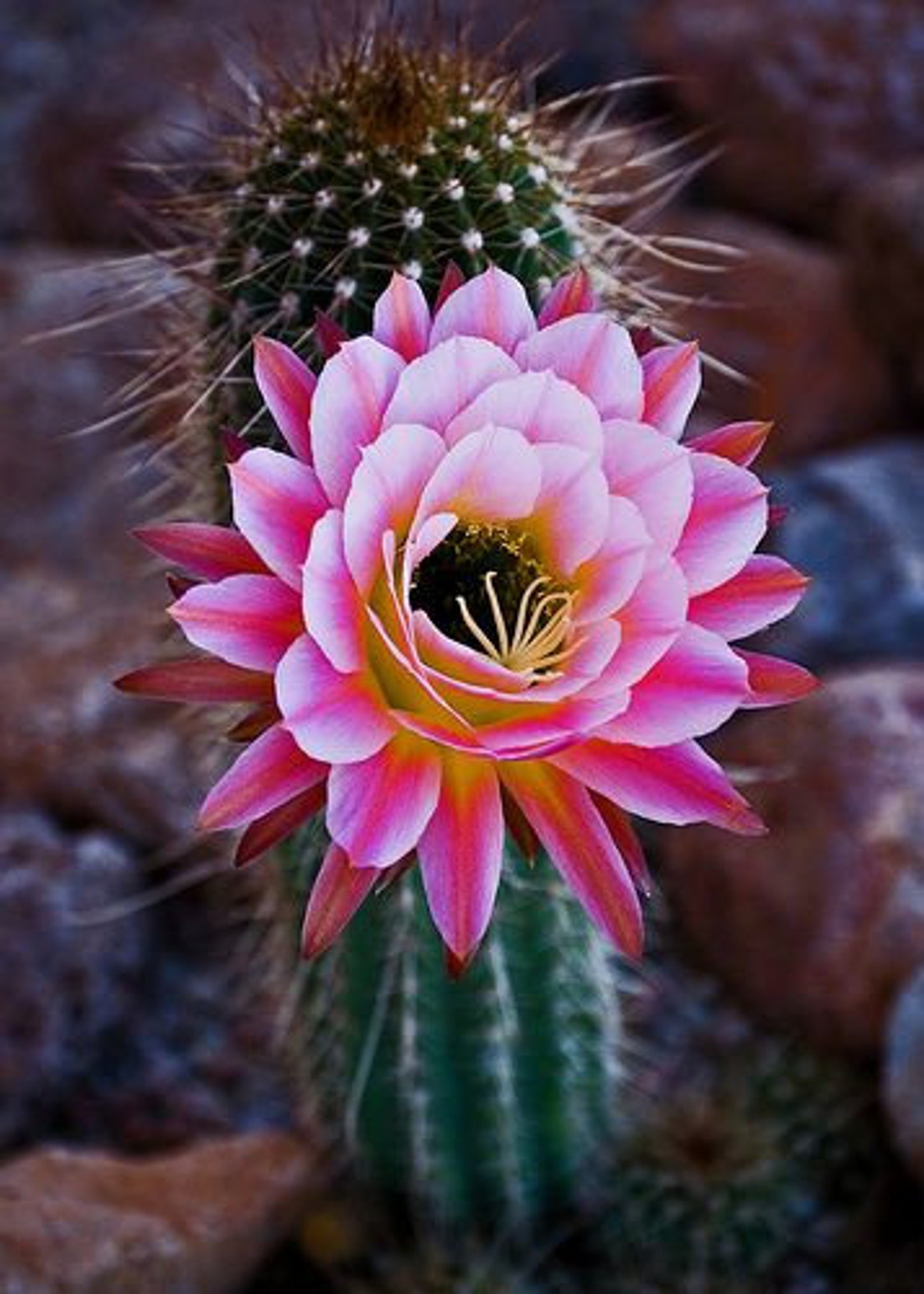 1. Desert Blossom: A Vibrant Cactus With A Pink Jewel