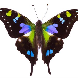 May include: A vibrant butterfly with black wings, accented with blue, green, and yellow spots. The butterfly's body is brown, and its wings are spread wide, showcasing the intricate patterns and colors. The background is plain white.