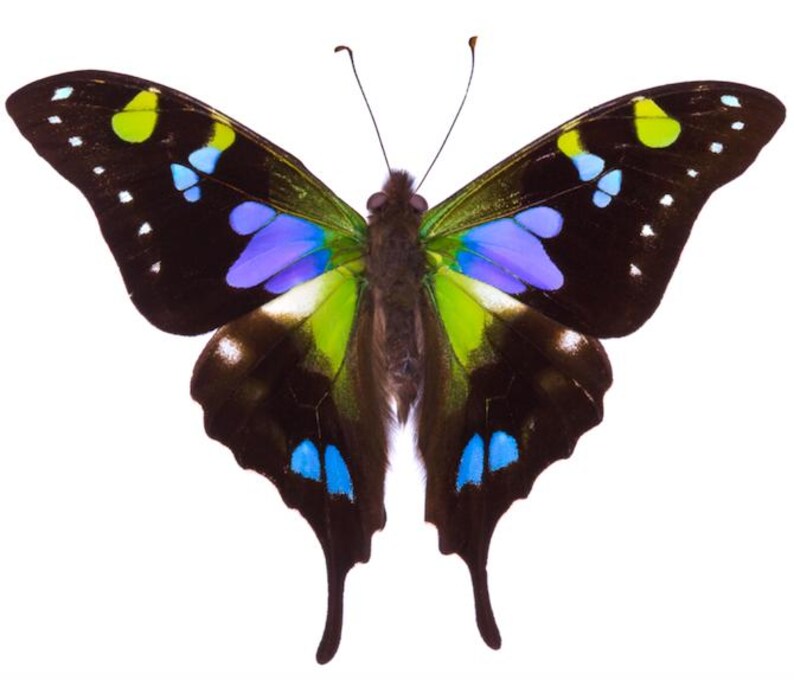 May include: A vibrant butterfly with black wings, accented with blue, green, and yellow spots. The butterfly's body is brown, and its wings are spread wide, showcasing the intricate patterns and colors. The background is plain white.