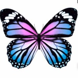May include: A vibrant butterfly with open wings, showcasing a gradient of colors. The wings transition from blue at the bottom to pink in the center, with black and white accents along the edges. The butterfly is set against a plain white background.