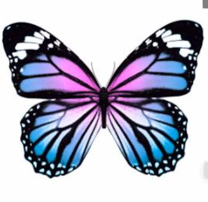 May include: A vibrant butterfly with open wings, showcasing a gradient of colors. The wings transition from blue at the bottom to pink in the center, with black and white accents along the edges. The butterfly is set against a plain white background.