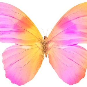 May include: A vibrant butterfly with wings in shades of pink, orange, and yellow. The butterfly's body is a light brown color, and the wings have intricate vein patterns. The image is set against a white background.