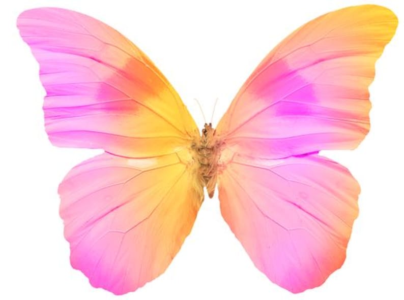 May include: A vibrant butterfly with wings in shades of pink, orange, and yellow. The butterfly's body is a light brown color, and the wings have intricate vein patterns. The image is set against a white background.