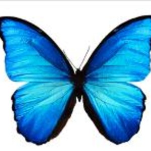 May include: A vibrant blue butterfly with black accents, wings fully spread against a white background. The butterfly's wings display a gradient of blue hues, from light to dark, with intricate vein patterns.