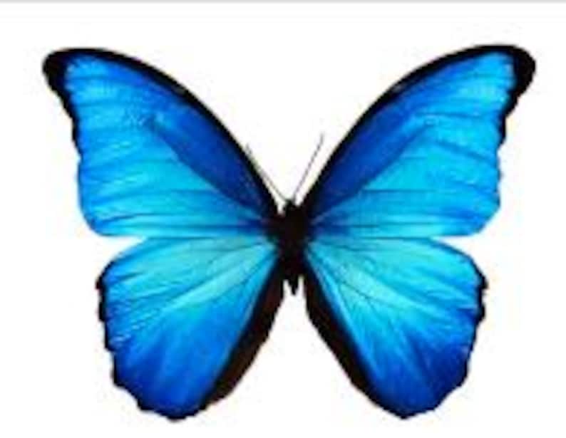 May include: A vibrant blue butterfly with black accents, wings fully spread against a white background. The butterfly's wings display a gradient of blue hues, from light to dark, with intricate vein patterns.