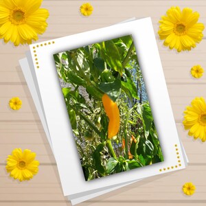 Golden Ghost  Pepper Seeds – Golden Chilli, Easy Grow Container Plant