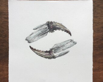 Crab Drawing / Watercolor / Original / Small artwork