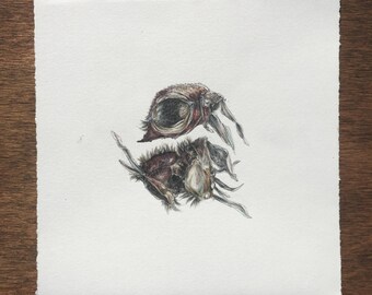 Crab carpus / Drawing / Watercolor / Original small art