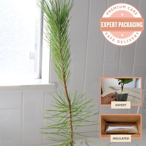 Bonsai Tree Starter Japanese Black Pine Live Plant Pinus Thunbergii Live Tree Japanese Pine Zen Garden House Plant Indoor Tree Outdoor Plant