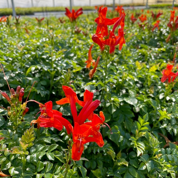 Orange Honeysuckle Starter Plant Garden Climbing Vine Orange Flowers for Landscaping Hardy Orange Honeysuckle Perennial Plant Outdoor Plant