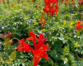 Orange Honeysuckle Starter Plant Garden Climbing Vine Orange Flowers for Landscaping Hardy Orange Honeysuckle Perennial Plant Outdoor Plant