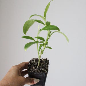 White Night Blooming Jasmine Outdoor Starter Plant Flower Plant Shrub Cestrum Nocturnum Fragrant Flower Live Shrub Evergreen Lady of Night