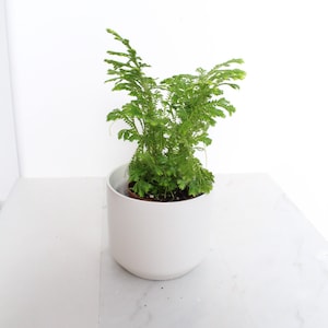 May include: A small green plant with fern-like leaves growing in a white ceramic pot. The pot is sitting on a white marble surface.