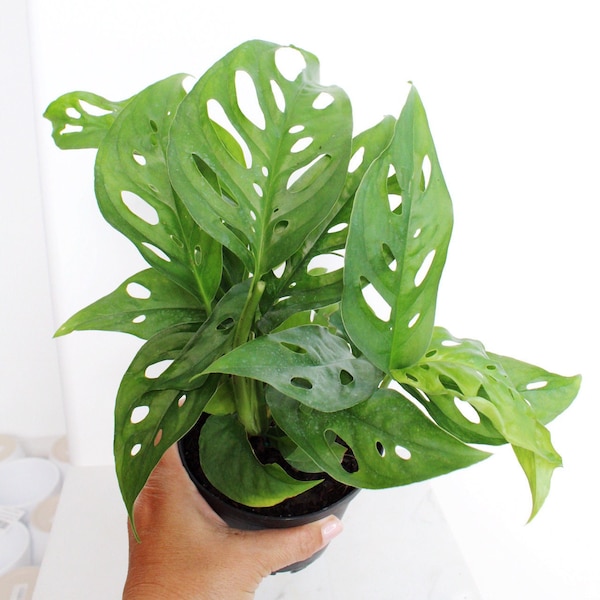 Swiss Cheese Plant Monstera Adansonii Trailing Vine Indoor Office Plant Gift for Plant Lover Collector Tropical Plant Leaves with Holes