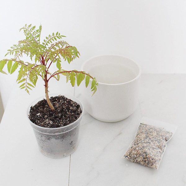 Bonsai Tree Starter Set with Jacaranda Seedling Live Plant | Ceramic Pot | Sand Topper | Garden Plant Gift for Home Modern Office Desk Decor