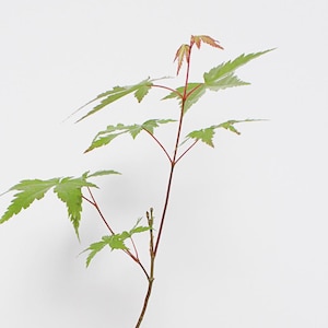 Bonsai Tree Starter Plant Japanese Maple Tree Sapling Live Plant Gift Tree Beginner Plant Hobby Acer Palmatum Outdoor Zen Garden Plant Gift