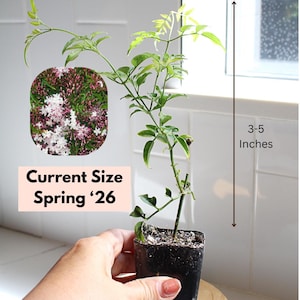 money tree bellevue Pachira aquatica 'Money Tree'