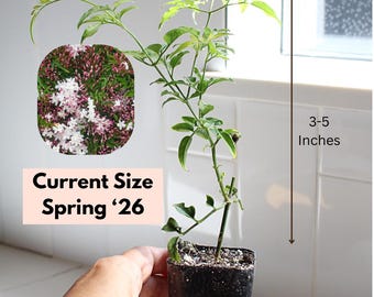 Mini Pink Jasmine Vine Outdoor Plant Starter Pink Flower Indoor Jasminum Polyanthum Fragrant Flower Jasmine Houseplant Hanging Vine Climb