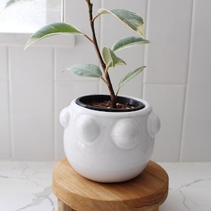 May include: A white ceramic planter with a textured, bumpy surface, featuring a small, variegated ficus plant. The planter is sitting on a wooden stand with four legs.