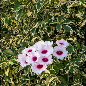 NEW Variegated Pink Bower Flower Vine Starter Plant Pink Pandorea Jasminoides Perennial Plant Pink Floral Vine Outdoor Garden Landscape Vine