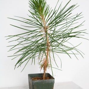Bonsai Tree Starter Japanese Black Pine Live Plant Pinus Thunbergii Live Tree Japanese Pine Zen Garden House Plant Indoor Tree Outdoor Plant