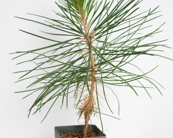 Bonsai Tree Starter Japanese Black Pine Live Plant Pinus Thunbergii Live Tree Japanese Pine Zen Garden House Plant Indoor Tree Outdoor Plant