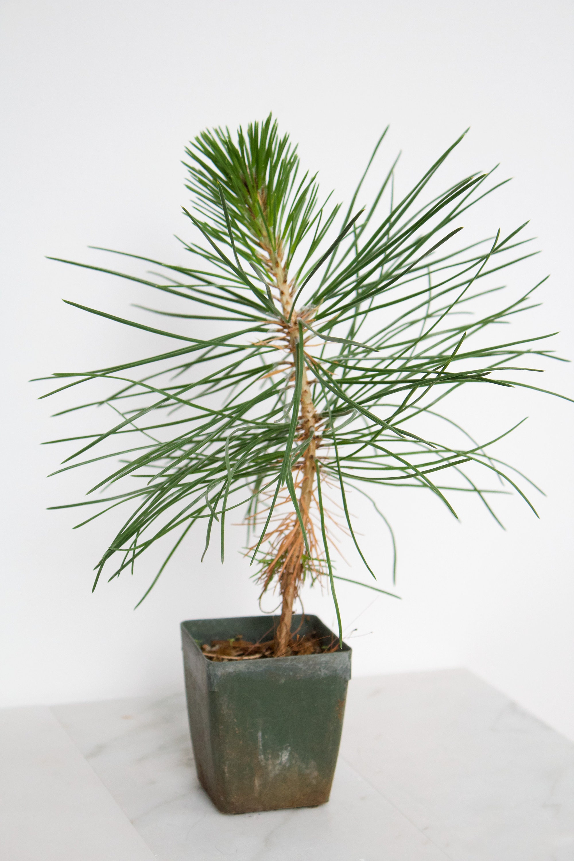 80 Semillas De Pino Negro (Pinus Thunbergii) - Para Bonsái, Jardín, Cultivo En Maceta, Regalo