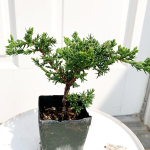 Mini Juniper Bonsai Tree Green Mound Live Plant Zen Garden Bonsai Ornamental Tree House Plant Outdoor Potted Plant Juniperus Procumbens Fairy Garden