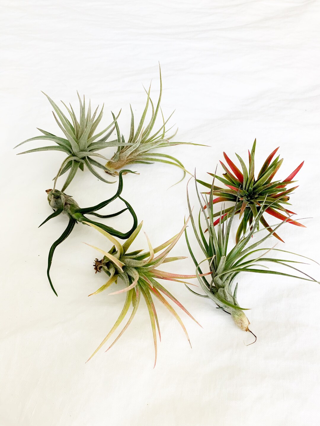 Live Air Plants Assorted Variety Tillandsia Succulents Etsy