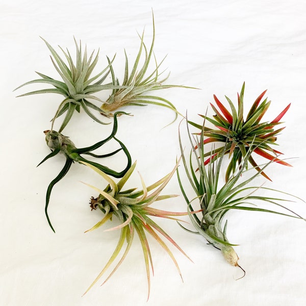 Variety Pack 6 Air Plant Premium Mix Live Ionantha Assorted Variety Tillandsia Easy Care Desk Houseplant Gift Terrarium Living Plant Display