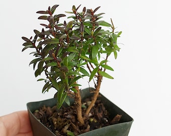 Bonsai Tree Starter Plant Dwarf Myrtle Compacta Plant Gift Mini Tree Evergreen Starter Plant 2 inch pot Outdoor Zen Garden Gift for Mom