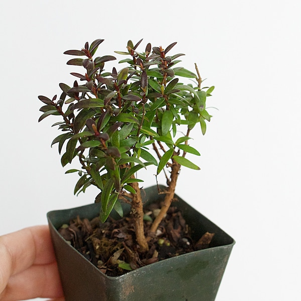 Bonsai Tree Starter Plant Dwarf Myrtle Compacta Plant Gift Mini Tree Evergreen Starter Plant 2 inch pot Outdoor Zen Garden Gift for Mom