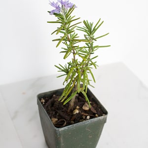 Mini Purple Flower Rosemary Plant Starter Outdoor Herb Garden Live Rosemary Plant Aromatic Fragrant Blue Rosemary Officinalis Shrub Bush