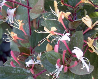 Purple Honeysuckle Vine Plant Lonicera Japonica Purpurea Starter Plant Trellis Plant Purple Leaf Live Plant Landscape Outdoor Garden Plant