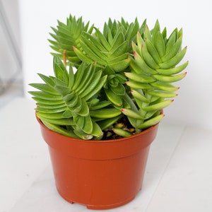 Rare Cactus Succulent Crassula Red Pagoda Crassula capitella 4 inch Indoor Outdoor Plant Landscape Garden Triangle Leaves Green Ground Cover