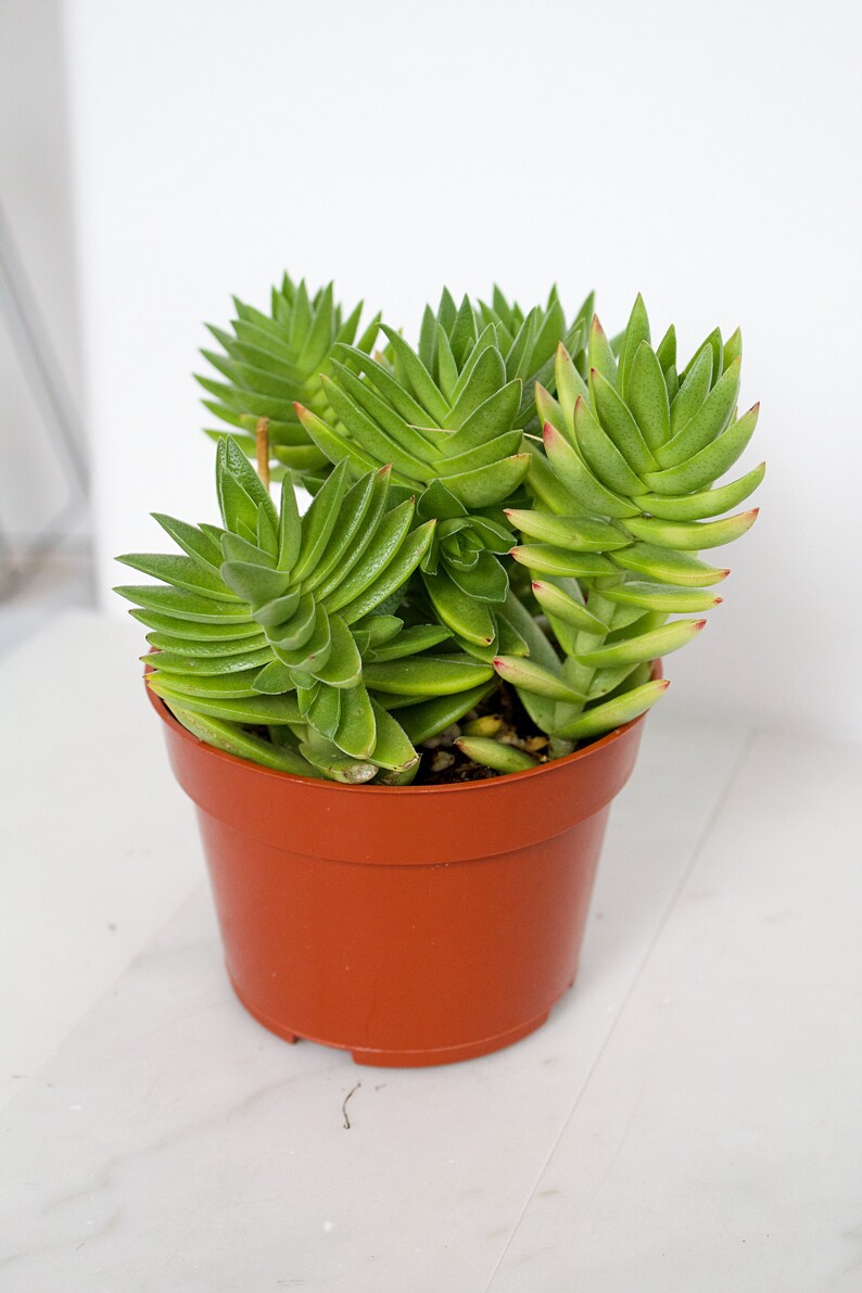 Rare Cactus Succulent Crassula Red Pagoda Crassula capitella 4 inch Indoor Outdoor Plant Landscape Garden Triangle Leaves Green Ground Cover