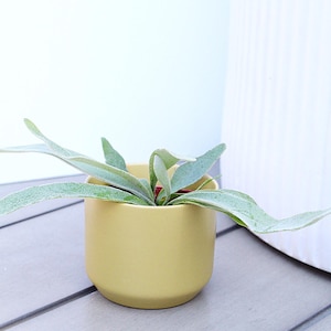 Staghorn Fern Plant Small Indoor Fern Desk Plant Office Gift Live Houseplant Birthday Plant Collector Tropical Home Decor Plant Lover Gift