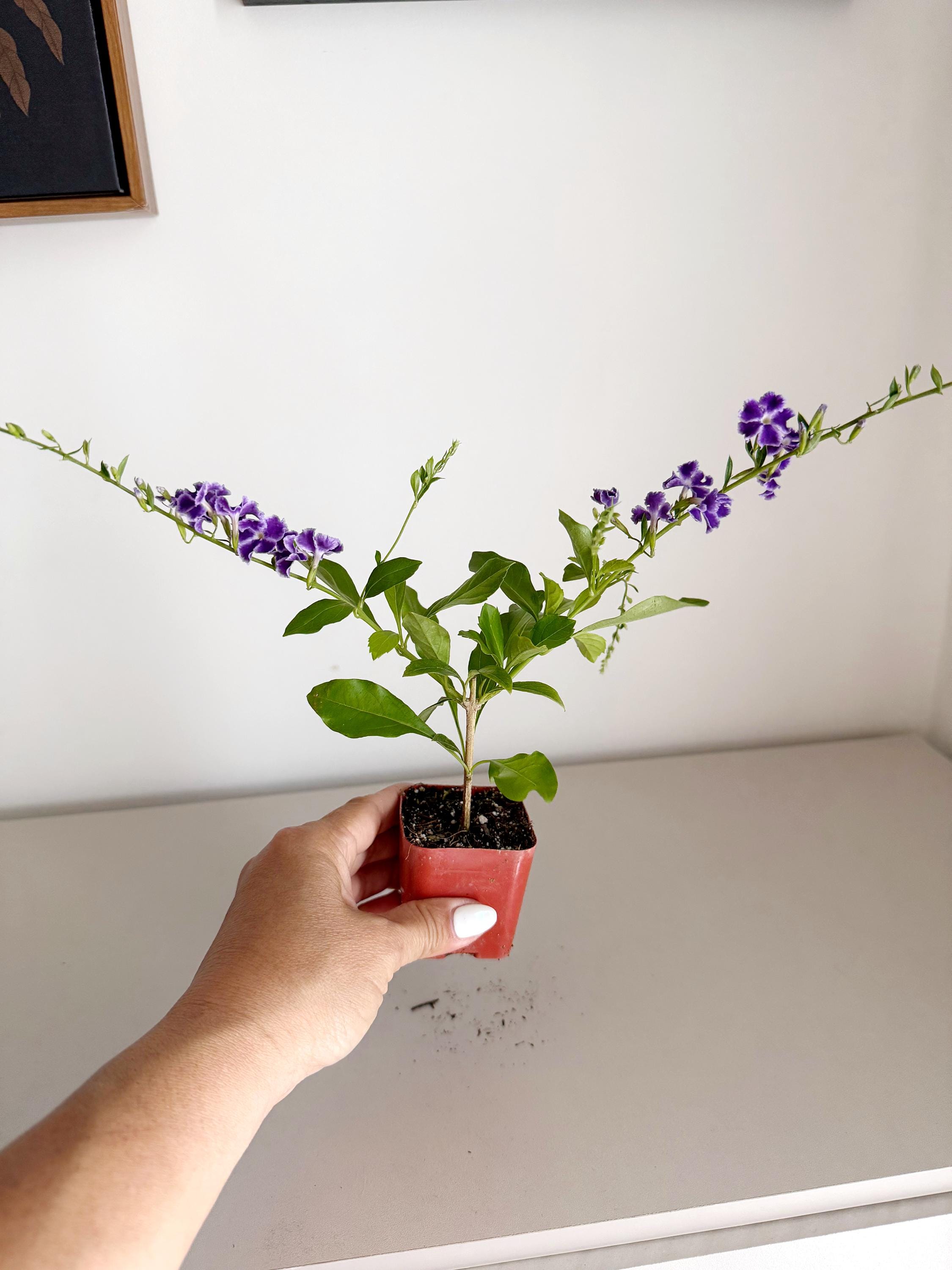 Blue Flower Sapphire Showers Duranta Repens Violet Purple Flower