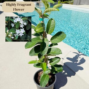 Stephanotis Floribundas 1 Gallon Madagascar Jasmine Vine Outdoor Plant White Flower Plant Fragrant Flower Jasmine Tropical Bridal Flower