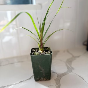 Ponytail Palm Plant Small Space Office Desk Plant Plant Lover Gift Natural Home Accent Easy Care Indoor Plant Housewarming Gift Minimalist