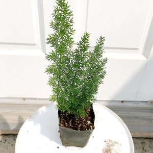 Mini Foxtail Asparagus Meyer Fern Foxtail Fern Starter Plant Asparagus densiflorus Myers Outdoor Perennial Evergreen Plant Landscape Garden